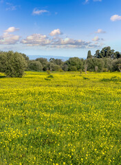 spring green valley with yellow flower field on foreground and beautiful mountains with blue amazing sky on background