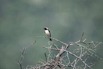 beautiful shrike bird in natural conditions on a sunny spring day in Kenya