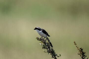 beautiful shrike bird in natural conditions on a sunny spring day in Kenya