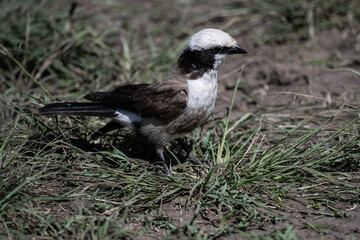 beautiful shrike bird in natural conditions on a sunny spring day in Kenya