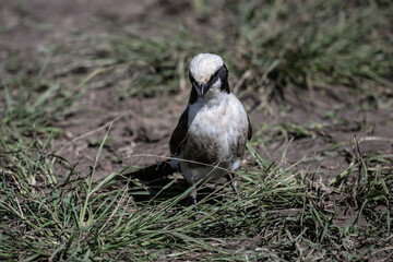 beautiful shrike bird in natural conditions on a sunny spring day in Kenya