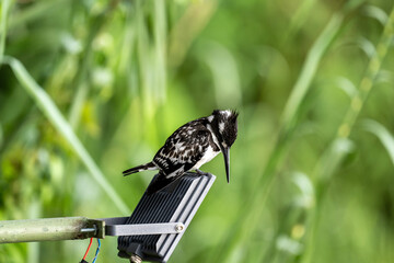 black and white kingfisher in natural conditions on a sunny spring day in Kenya