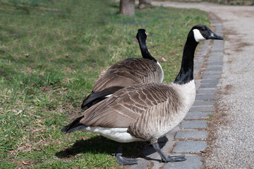Two wild geese are walking along the footpath on the meadow in a park. The free-living birds settle close to humans.