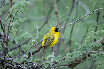 beautiful yellow weaver bird in natural conditions on a sunny spring day in Kenya