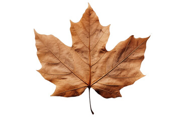 Obraz premium Crimson Maple Embracing White Serenity. On a White or Clear Surface PNG Transparent Background.