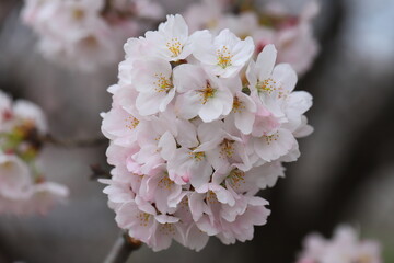 日本の春の庭に咲く薄桃色のソメイヨシノの桜の花