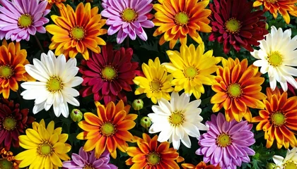 Draagtas Flowers wall background with amazing red, orange, pink, purple, green and white chrysanthemum flowers background © SANTANU PATRA
