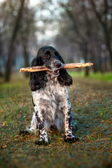 Portrait of a black and white Russian Spaniel sitting with a wooden stick against a background of leafless trees in a city park. A walk with a pet. Hunting dog.