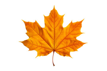 Naklejka na ściany i meble Golden Maple Dream: A Lone Leaf Dancing on White Canvas. On a White or Clear Surface PNG Transparent Background.