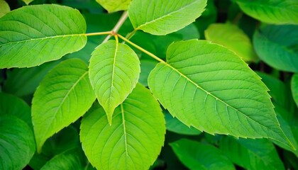 Nature of green leaf in garden at summer. Natural green leaves plants using as spring background