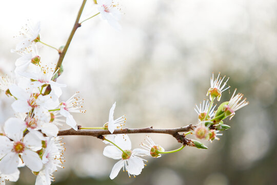 white blooming cherry flower bud on tree in nature, macro shot