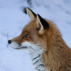 Obraz premium red Fox (Rotfuchs)