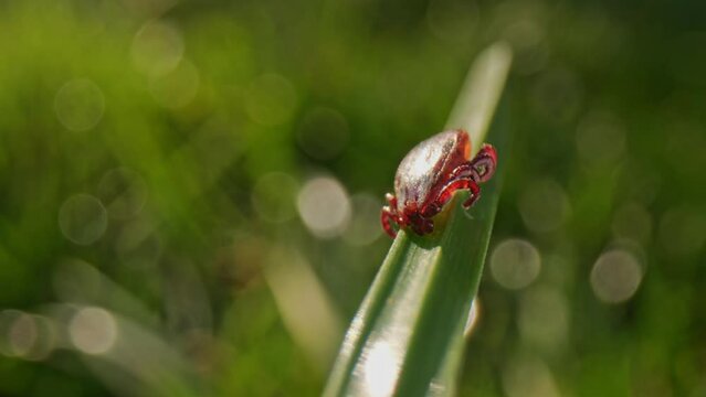 A tick ambushes from a grass blade in a meadow, a macro perspective of the danger hidden in plain sight.