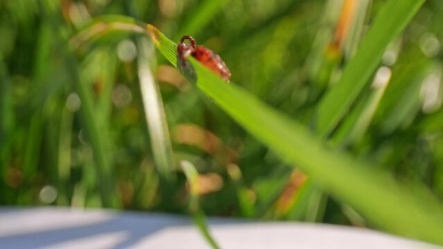 Close-up macro of a tick on a grass blade, signaling the silent hazard of Lyme disease carriers in nature.