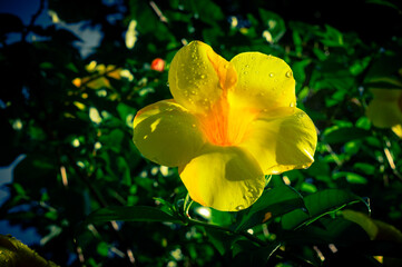 Beautiful yellow allamanda flowers in the morning, allamada flowers are ornamental plants also known as bell flowers or buttercup flowers.