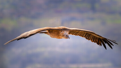 Eurasian griffon vulture (Gyps fulvus) in flight. Majestic large bird of prey in the family Accipitridae. Cornino lake area, Udine province, Friuli Venezia Giulia, Italy. Image with text space.