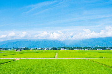 夏の田園風景
