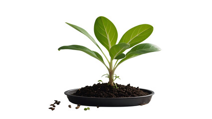 Growing plant png seed growing transparent background plant seedling png plant growing png tree growing png young green plant and soil png plant growing isolated transparent background