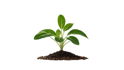 Fototapeta na wymiar Growing plant png seed growing transparent background plant seedling png plant growing png tree growing png young green plant and soil png plant growing isolated transparent background
