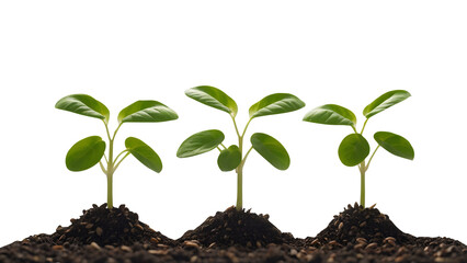Growing plant png seed growing transparent background plant seedling png plant growing png tree growing png young green plant and soil png plant growing isolated transparent background