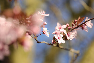 Obraz premium Frühlingsblüte