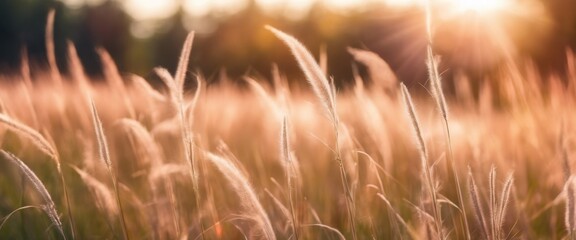 wheat field, beautiful background with wheat