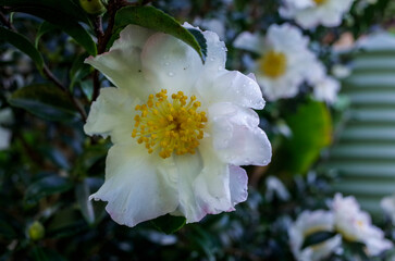 close up of  white camellia flower