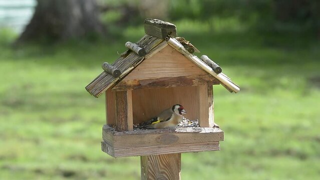 Oiseaux &agrave; la mangeoire
