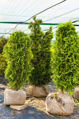 thuja seedling in a bag in a plant nursery
