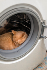 red cat sleeps in the drum of a washing machine