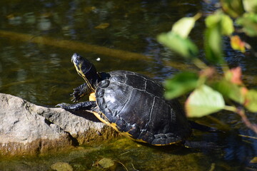 turtle on a stone