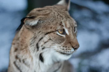 Deurstickers Lynx (Luchs) © raphi_is_photography