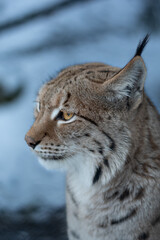 Naklejka na ściany i meble Lynx (Fuchs)