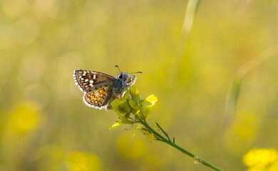 Yellow Banded Hoppy butterfly - Pyrgus sidae