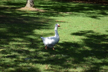 white goose on the lawn