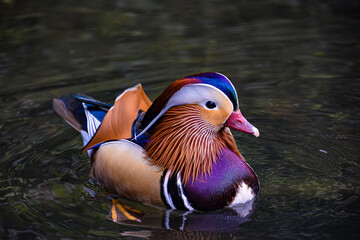 Close up of a mandarin duck swimming on the lake
