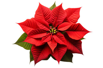 Vibrant Red Poinsettia Blooming on Pure White Background. On a White or Clear Surface PNG Transparent Background.