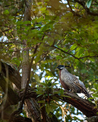 koklass pheasant or Pucrasia macrolopha closeup or portrait high altitude bird in natural green background perch on tree at foothills of himalaya during winter wildlife excursion at uttarakhand india