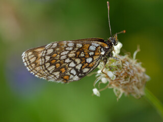 butterfly the king beautiful and on flower take Nectar 