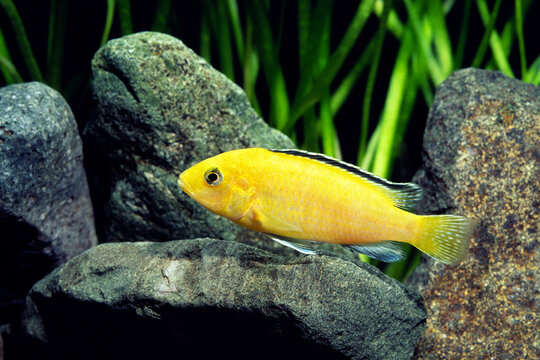 カエルレウス　アフリカンシクリッド