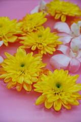 Yellow and white flowers floating in pink water. Close-up flower texture with colors of yellow, pink, and white. Abstract background. Vertical image of flower and water.