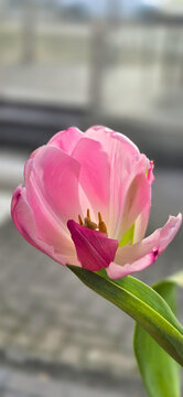 Beautiful pink tulip flower macro in white vase on a wooden table
