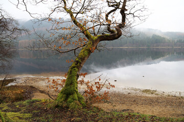 A beautiful oak tree with a mossy trunk and a few remaining autumn leaves at the edge of Loch Chon, Stirlingshire, Scotland, UK.