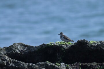 Common sandpiper standing on the rock. Blue background.