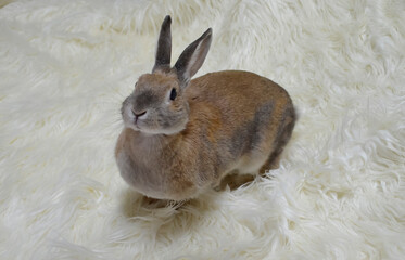 Bunny on the Carpet