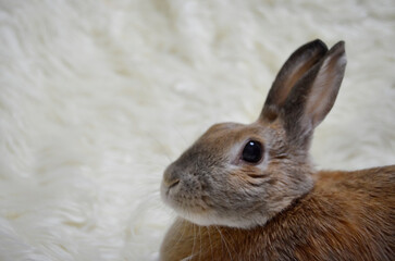 Bunny on the Carpet