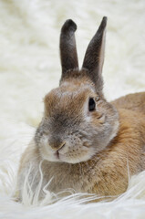 Bunny on the Carpet