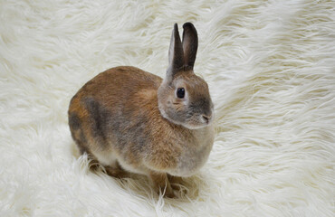 Bunny on the Carpet