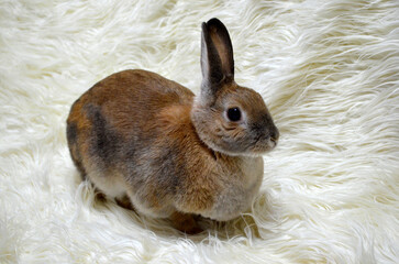 Bunny on the Carpet