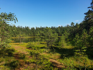 Fototapeta premium trees in the forest
